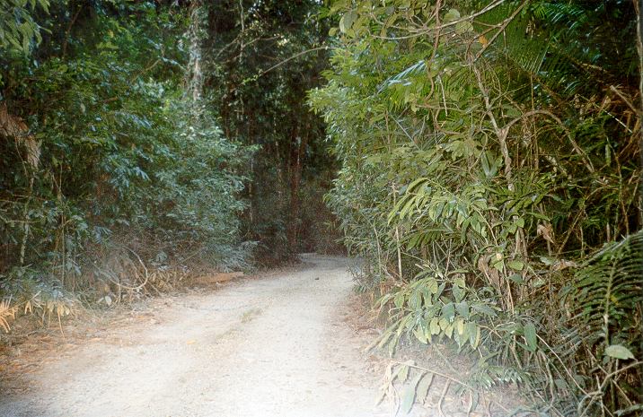 Queensland - strade nel Daintree Rainforest