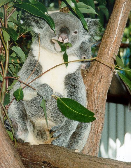 Queensland - Kuranda