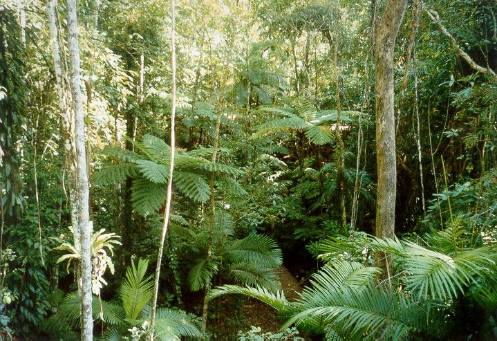 Queensland - Daintree Rainforest