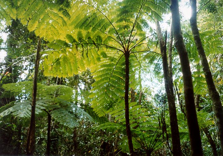 Queensland - Daintree Rainforest