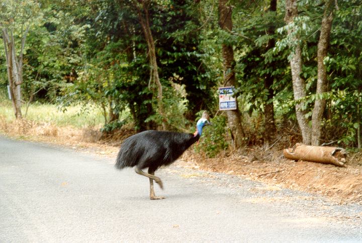 Queensland - Casuario nel Daintree Rainforest