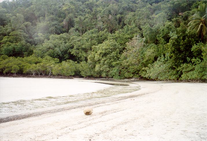 Queensland - la costa del Daintree Rainforest
