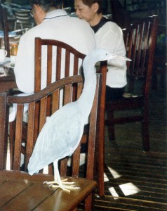 ...persino un airone a colazione !