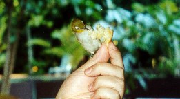 ...abbondante varietà di uccelli...