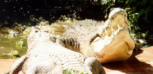 Marinaland Melanesia