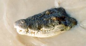 crocodile !