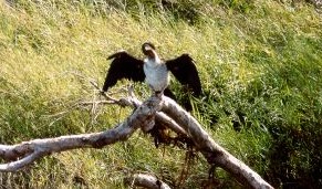 Cormorano presso Yellow Water