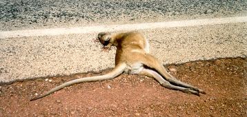 attenzione agli animali lungo le strade