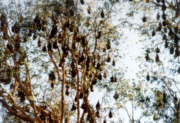 Volpi Volanti a Mataranka