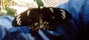 una farfalla sul mio braccio...