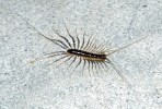 Centopiedi (Scutigera coleoptrata)