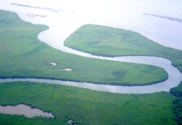 mangrovie a Viti Levu