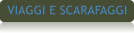 VIAGGI E SCARAFAGGI