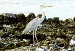 ...l'airone oppurtunista !