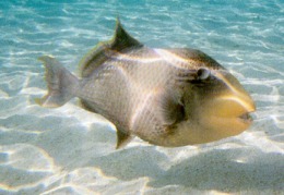 il nostro amico: il pesce Balestra-Titano