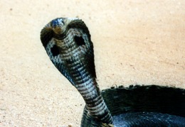 il cobra dell' incantatore....