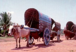 carri colorati di buoi