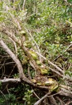 Cactus rampicanti su mangrovie a Xpu-Ha