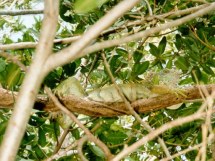 Iguana a Cozumel