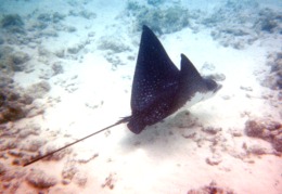 aquila di mare di fronte alla spiaggia del K.O.V.