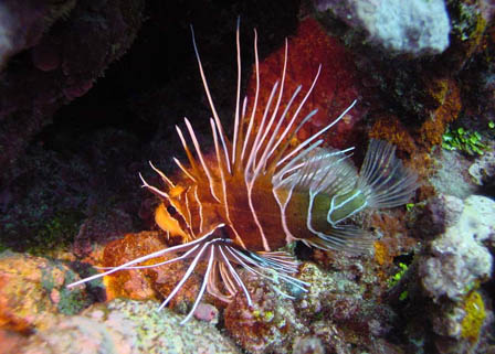 Lionfish