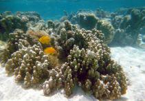 jardin du coral a Huahine