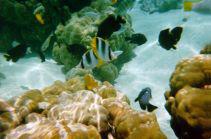 ...ancora jardin du coral a Huahine