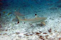 Shark Feeding a Bora Bora