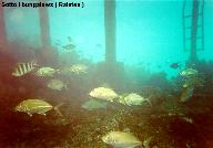 ...sotto i bungalows a Raiatea