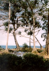 Pandani, rigagnolo e spiaggia ad Anse des Cascades