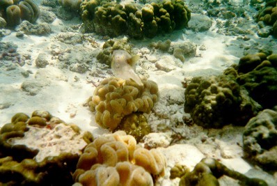 PILEH BAY sott'acqua