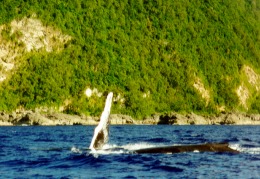 ...e la balena ci salutò !
