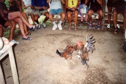 Combattimento tra galli