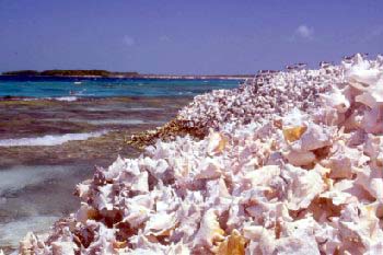 Cimitero di Conchiglie