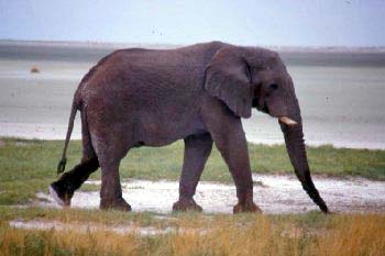 Etosha - Elefante