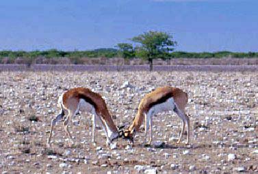 Etosha - Sprinbok