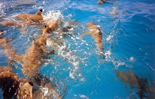 ...squali pinna nera