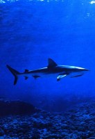 squalo pinna bianca a Rangiroa