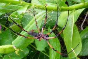 Cliccare sopra per ingrandire